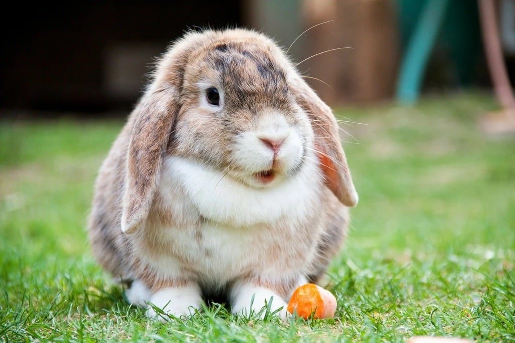 Comment prendre soin de votre lapin : tout ce qu'il faut savoir